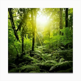 Firefly Rainforest Forest Background 54688 Toile