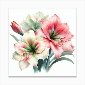 Hippeastrum 2 Canvas Print