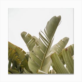 Banana Leaves In France Square Canvas Print