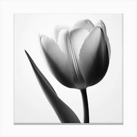 Black And White Tulip Canvas Print