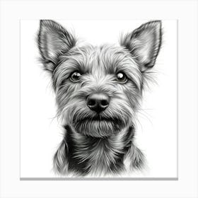 Australian Terrier Canvas Print