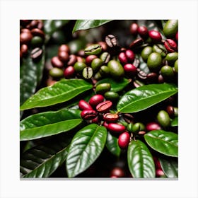 Coffee Beans On A Tree 56 Canvas Print