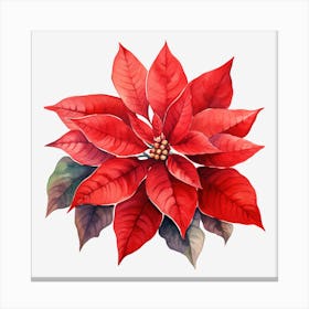 Poinsettia 21 Canvas Print