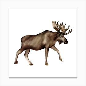 Moose Canvas Print