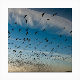 Flock Of Birds Canvas Print