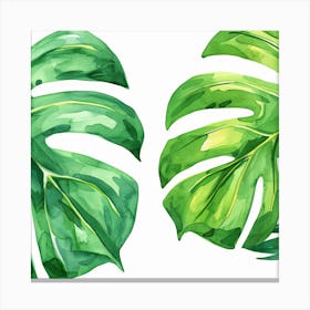 Monstera Leaves Canvas Print