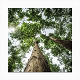 Eucalyptus Tree Canvas Print