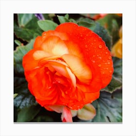 Begonia Wet  Canvas Print