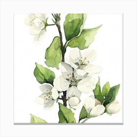 Apple Blossoms 2 Canvas Print