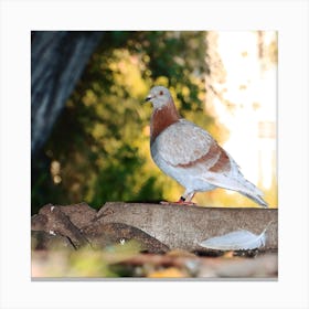 Pigeon at the park Canvas Print