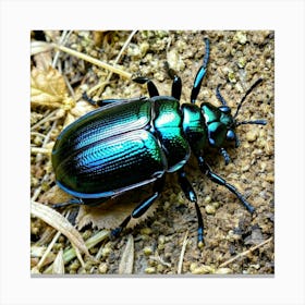 Beetle 11 Canvas Print