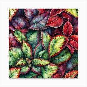 Coleus Leaves Canvas Print