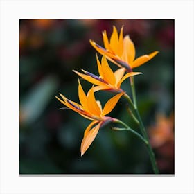 Bird Of Paradise Canvas Print