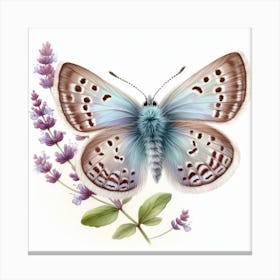Butterfly of Thymelicus sylvestris Canvas Print