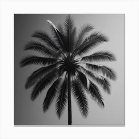 Black And White Palm Tree 4 Canvas Print