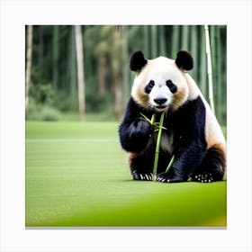 Panda Bear Canvas Print