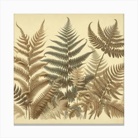 Ferns 12 Canvas Print