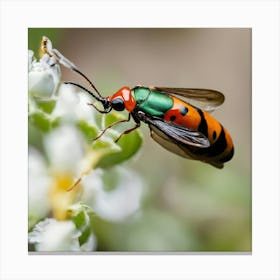 Beetle 18 Canvas Print