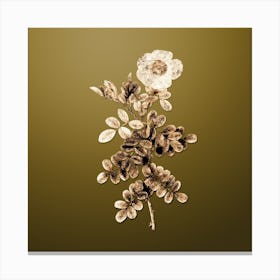 Gold Botanical Macartney Rose on Dune Yellow n.0320 Canvas Print