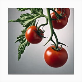 Tomatoes On A Vine 1 Canvas Print