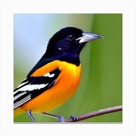 Orioles 1 Canvas Print