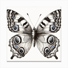 Antique Victorian Butterfly Drawing v2 Canvas Print