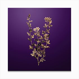 Gold Botanical Yellow Jasmine Flowers on Royal Purple n.0892 Canvas Print