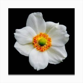 White Anemone Flower Canvas Print