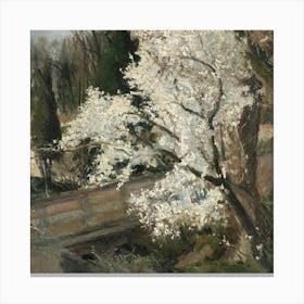 Blossoming Cherry Tree 1 Canvas Print