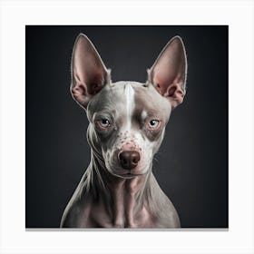 Chihuahua 5 Canvas Print