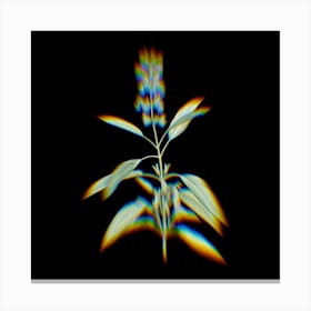 Prism Shift Sage Plant Botanical Illustration on Black Canvas Print