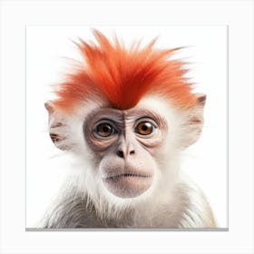 Monkey With Red Hair Canvas Print
