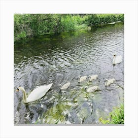 Swan family on the canal Canvas Print