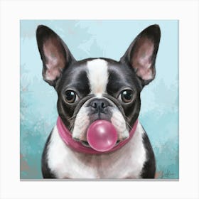 Boston Terrier With Bubblegum 2 Canvas Print