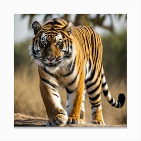 Tiger Walking Canvas Print