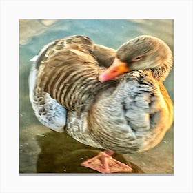 Greylag Goose In Water Canvas Print