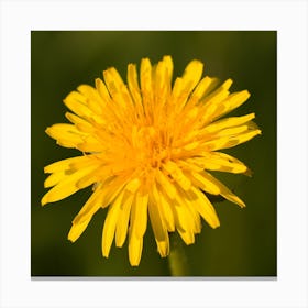 Dandelion  Botanical Photography Canvas Print