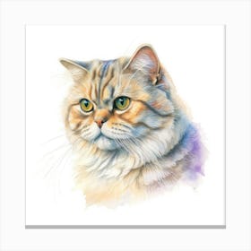 Scottish Fold Longhair Cat Portrait Canvas Print