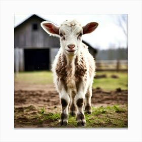 Baby Lamb Standing In Front Of Barn Canvas Print