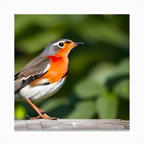 Robin 11 Canvas Print