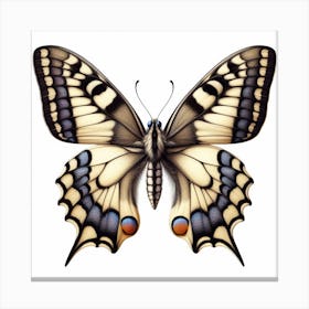 Butterfly of Papilio machaon 4 Canvas Print