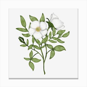 Wild White Roses Canvas Print