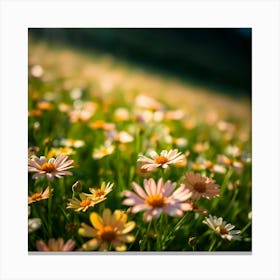 Daisy Field Canvas Print