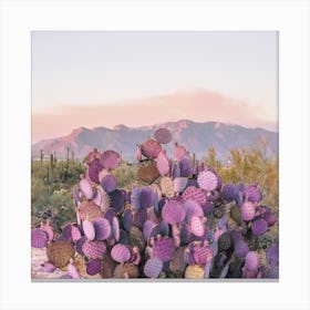 Purple Desert Cactus Canvas Print