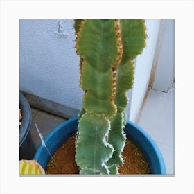 Cactus 8 Canvas Print