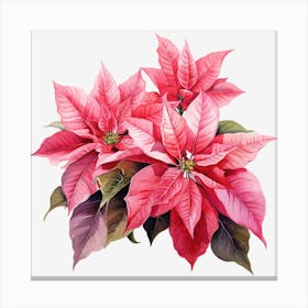 Poinsettia 8 Canvas Print