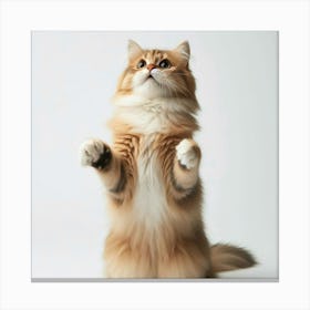 Cat Standing Up Canvas Print