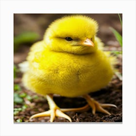 Yellow Chick Canvas Print