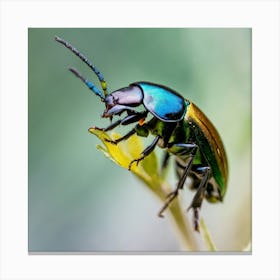 Beetle On A Flower Canvas Print