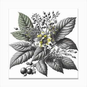 Botanical illustration of  leafy plant Canvas Print